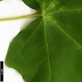 SpeciesSub: subsp. ambigum SpeciesSub: subsp. ambigum